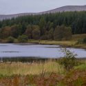 Carsphairn Community Woodland