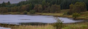 Carsphairn Community Woodland