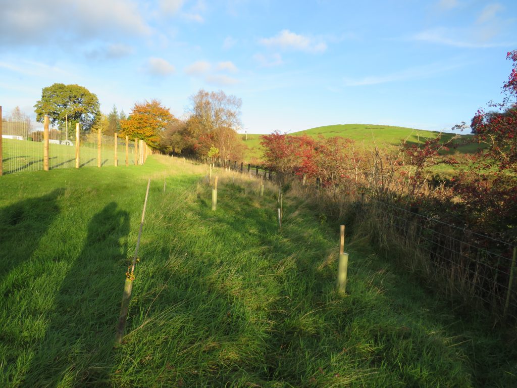 New native tree planting area