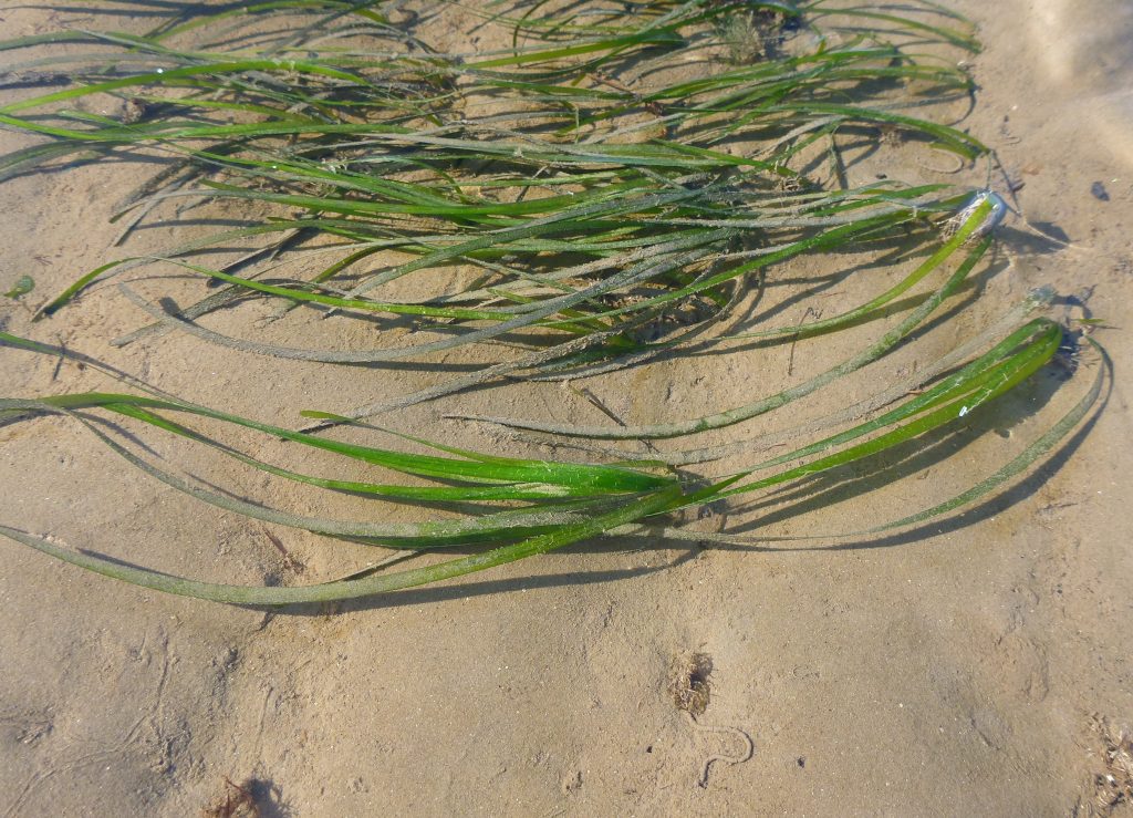 Seagrass at Auchencairn Bay.(2)