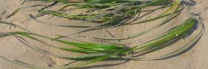 Seagrass at Auchencairn Bay.(2)