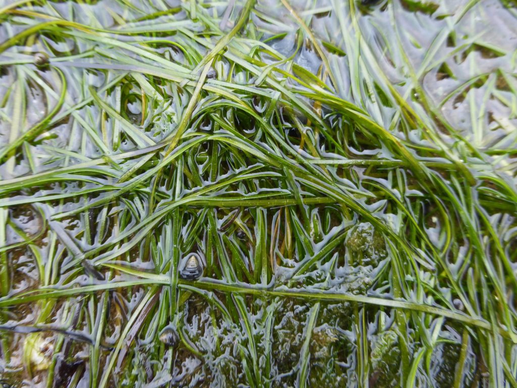 Seagrass on the cockle shore at Stranraer.