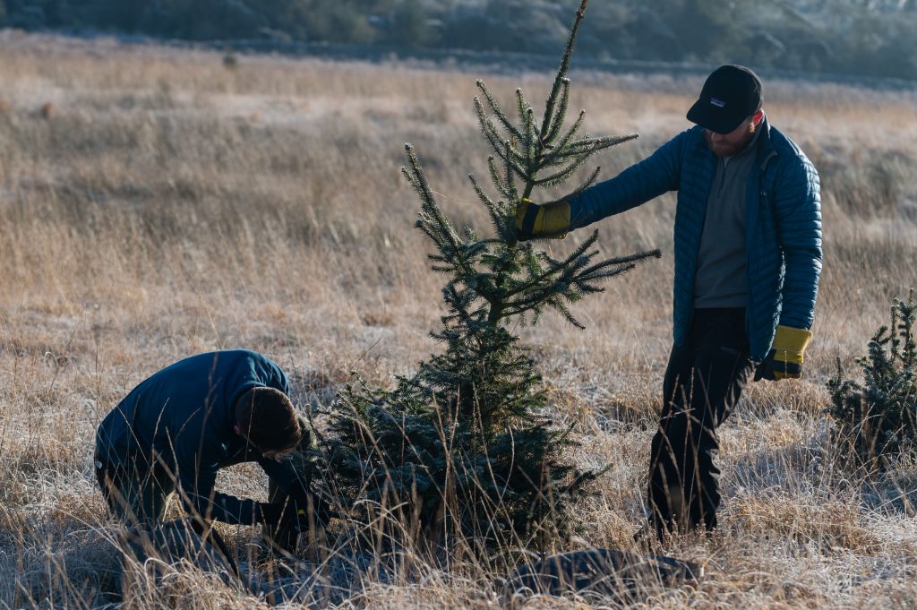 volunteers on sitka spruce removal