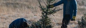 volunteers on sitka spruce removal